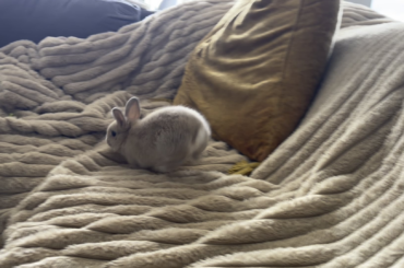 Small man, big crimes