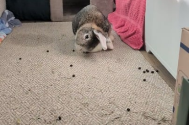 EC bunnies do recover