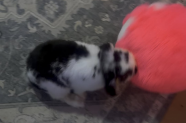 Bun vs. Penguin Ball 🏐