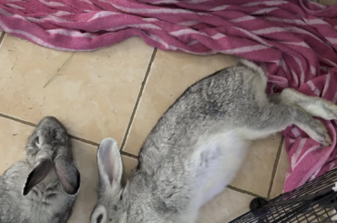 What is she dreaming about?