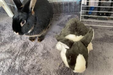 Petting a rabbit plushie to see what he’ll do