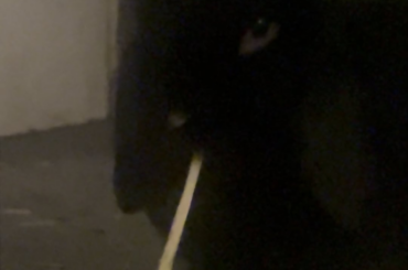 long hay