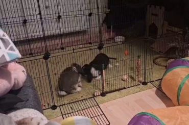 Bunnies need spaying?