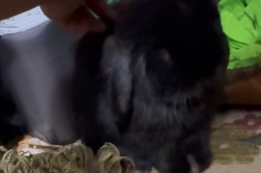 Kneading dough until it becomes a loaf of bun