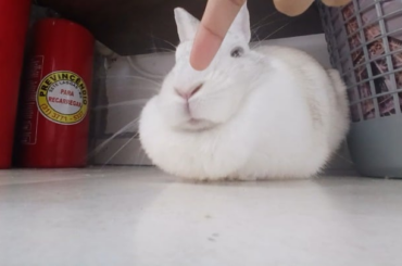 Help! The bnuy with a thirst for human blood is tasting me!