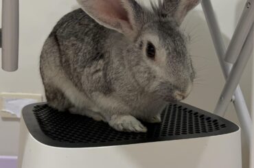The most comfortable spot in the house: above the air purifier