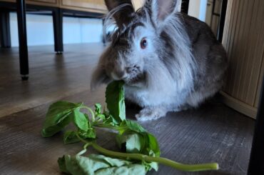 Anyone else obsessed with their bunnies chomping on greens?