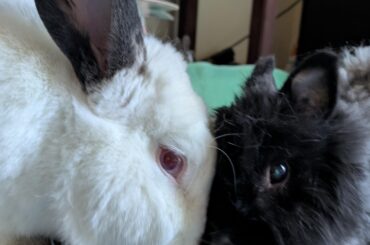Crying at the size difference between their ears