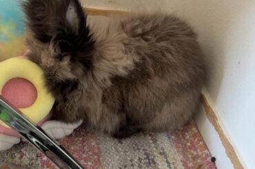 Senior Bun Comfort
