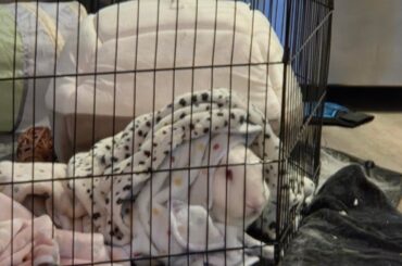 Blankets and a smoosh face