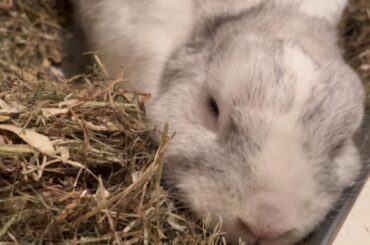 sleepy baby