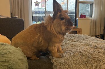 How to make our bun comfortable to climb and hop on things?