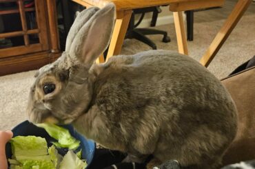 Jean-Luc losing his winter coat & enjoying lettuce!