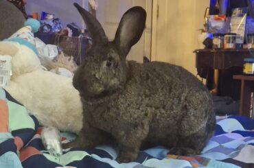 Very photogenic Choco bunny