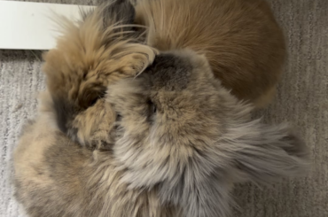 My coworkers keep sneaking off to snuggle