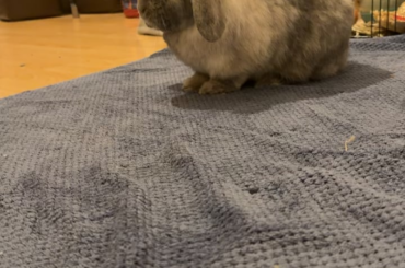 Another epic yawn from Pecan!