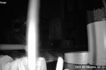Cryptid caught on camera at 4 AM screaming into the void