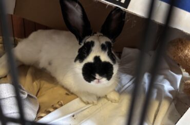 Ridiculous bunny flop