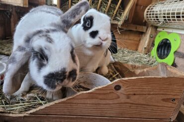 Cute pair from a London Rabbit Shelter
