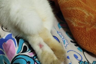 What is this bald spot?