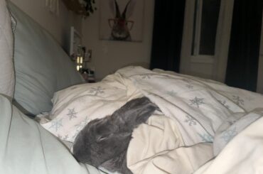 Soul bun sleeps in bed with me