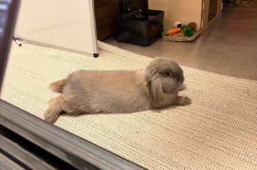 Advice for my holland lops upcoming neutering!