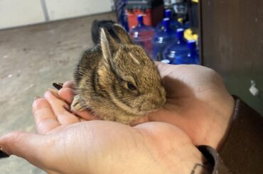 found a baby bunny outside in the cold- need help