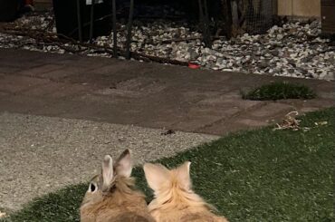 Twins chilling together