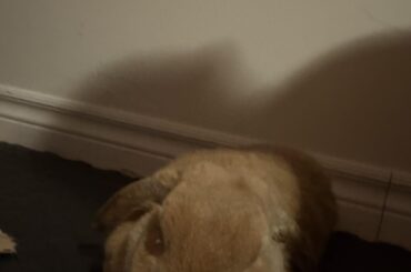 He flopped while I rubbed him, first time ever in 3 years!