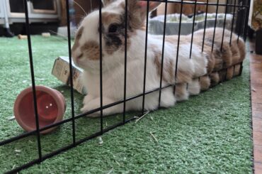 Should've named him waffles lol 😆 or muscles hehe.