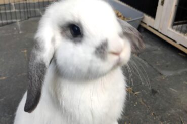 Bibi looks like she could be a plushie 🥺😍