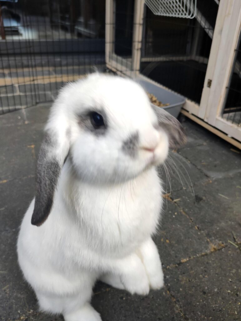 Bibi looks like she could be a plushie 🥺😍