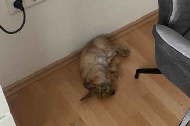 Anyone else’s rabbit sleeps in the weirdest (also cutest) positions?