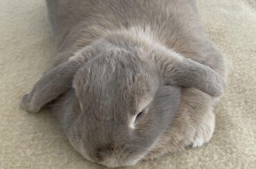 Hearing my Bunny snore makes me happy