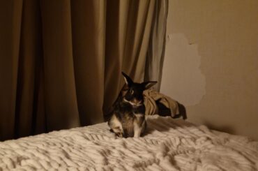 Little guy seems proud of his art on the wall