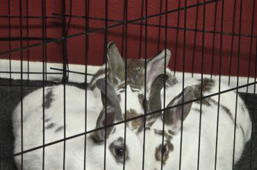 What are some creative flooring options for a bunny pen?