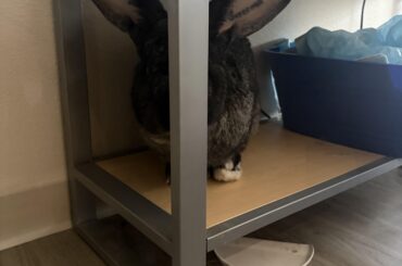Hard to tell, but there is in fact a bunny in this picture