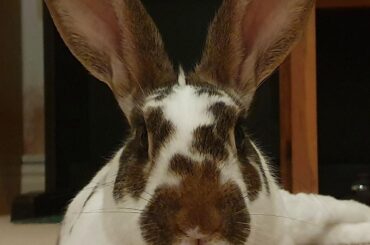 Another handsome boy!