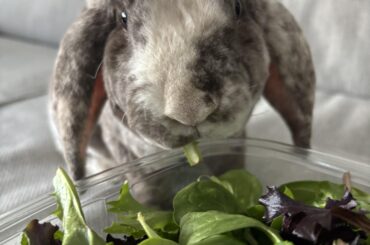 My bunny is not a big water drinker!