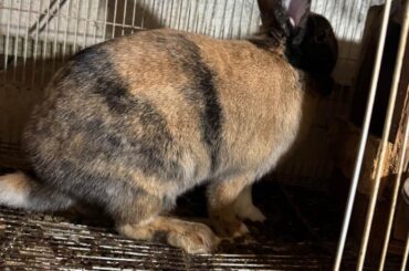 Does anyone know what kind of bunny she might be?