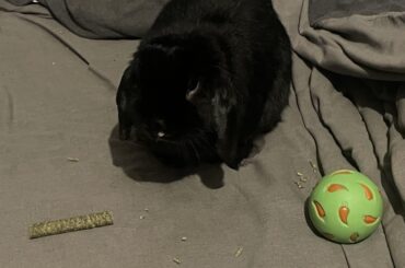 showing off my touys, my stick and my baul