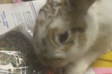 Mommy is cleaning so I tried to rip my bag of treats open