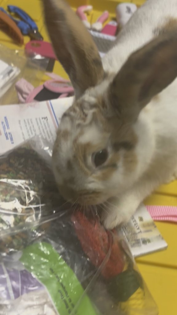 Mommy is cleaning so I tried to rip my bag of treats open