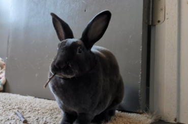 Crunchy apple sticks nom nom