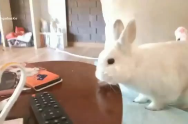 Bunny Tongue -Activated 🤤👅🐰