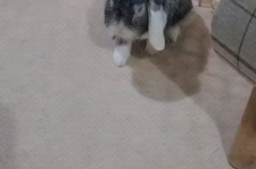 Bitbit says hi from her tunnel! 🐰💕