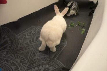 Hierarchy negotiations