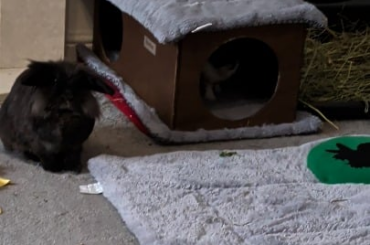 The look Eisa gives me when Loki is digging in her favourite spot 🤣