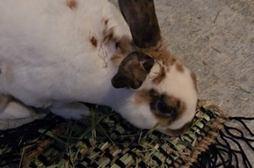 I wove a foraging rug for my bun
