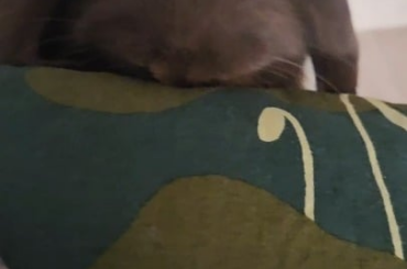 Why is he doing this?